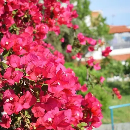 Anna * Megali Ammos (Skiathos)